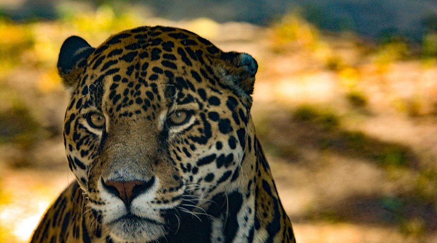 Zoológico del Altiplano